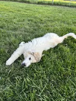 Blue (Male), a male Great Pyrenees for sale in Wadsworth, IL – 3 of 5