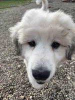 Black (male) , a male Great Pyrenees for sale in Wadsworth, IL – 3 of 3