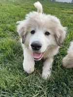 Orange (female) , a female Great Pyrenees for sale in Wadsworth, IL – 2 of 3