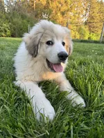 Orange (female) , a female Great Pyrenees for sale in Wadsworth, IL – 3 of 3