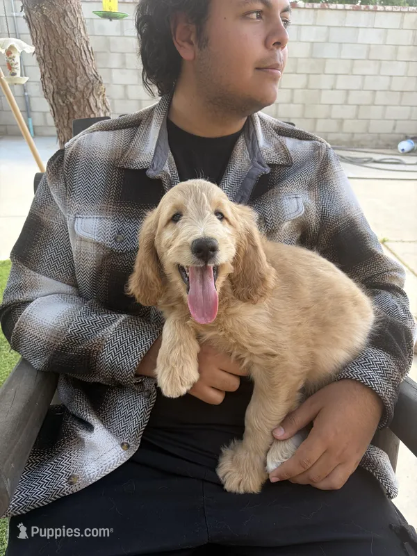 Chief , a male Goldendoodle for sale in Lancaster, CA – Photo 1 of 9