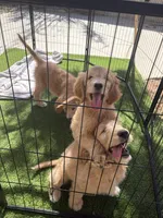 Chief , a male Goldendoodle for sale in Lancaster, CA – Photo 4 of 9
