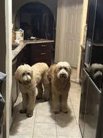 Chief , a male Goldendoodle for sale in Lancaster, CA – Photo 7 of 9