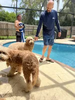 Chief , a male Goldendoodle for sale in Lancaster, CA – Photo 9 of 9