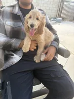 Chief , a male Goldendoodle for sale in Lancaster, CA – Photo 2 of 9