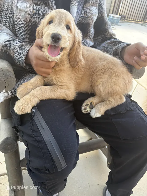 Chief  – Goldendoodle puppy for sale in Lancaster, CA