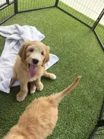 Chief , a male Goldendoodle for sale in Lancaster, CA – Photo 5 of 9