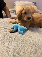Captain Rex, a male Goldendoodle for sale in Lancaster, CA – Photo 6 of 9