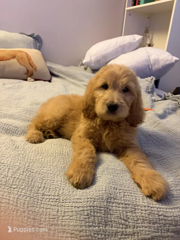 Captain Rex – Goldendoodle puppy for sale in Lancaster, CA