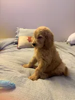 Captain Rex, a male Goldendoodle for sale in Lancaster, CA – Photo 3 of 9