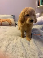 Captain Rex, a male Goldendoodle for sale in Lancaster, CA – Photo 4 of 9