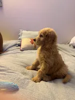 Captain Rex, a male Goldendoodle for sale in Lancaster, CA – Photo 5 of 9