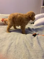 Captain Rex, a male Goldendoodle for sale in Lancaster, CA – Photo 7 of 9