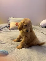 Captain Rex, a male Goldendoodle for sale in Lancaster, CA – Photo 2 of 9