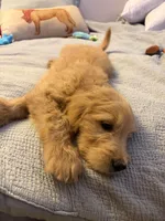 Captain Rex, a male Goldendoodle for sale in Lancaster, CA – Photo 8 of 9