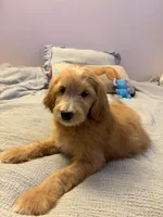 Commander Cody , a male Goldendoodle for sale in Lancaster, CA – Photo 2 of 9