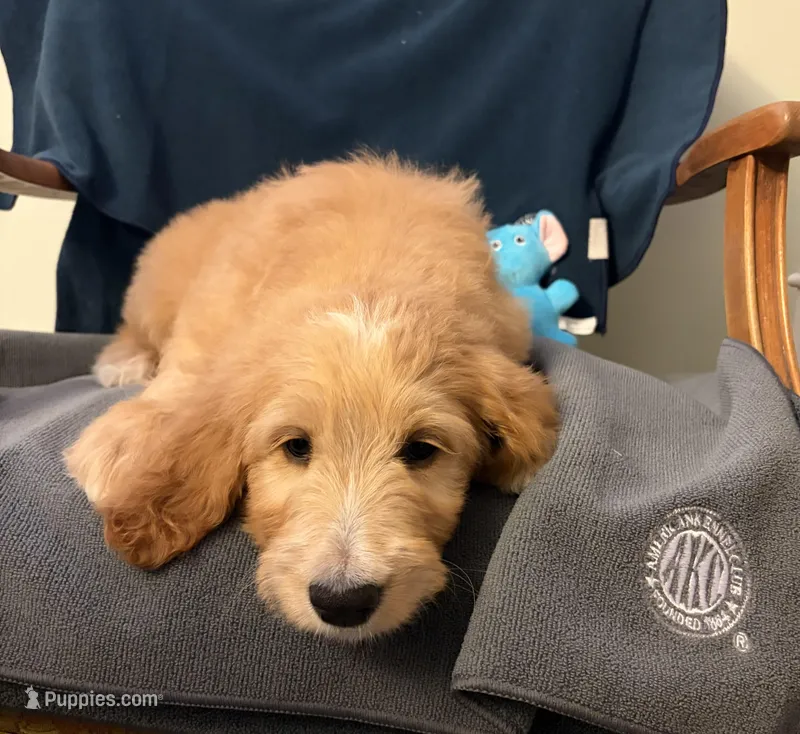Commander Cody  – Goldendoodle puppy for sale in Lancaster, CA