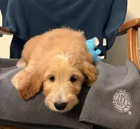 Commander Cody , a male Goldendoodle for sale in Lancaster, CA – Photo 1 of 9