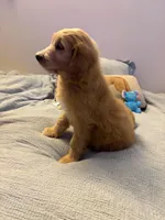 Commander Cody , a male Goldendoodle for sale in Lancaster, CA – Photo 3 of 9