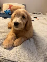 Commander Cody , a male Goldendoodle for sale in Lancaster, CA – Photo 6 of 9