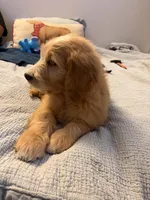 Commander Cody , a male Goldendoodle for sale in Lancaster, CA – Photo 5 of 9