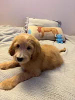 Commander Cody , a male Goldendoodle for sale in Lancaster, CA – Photo 4 of 9