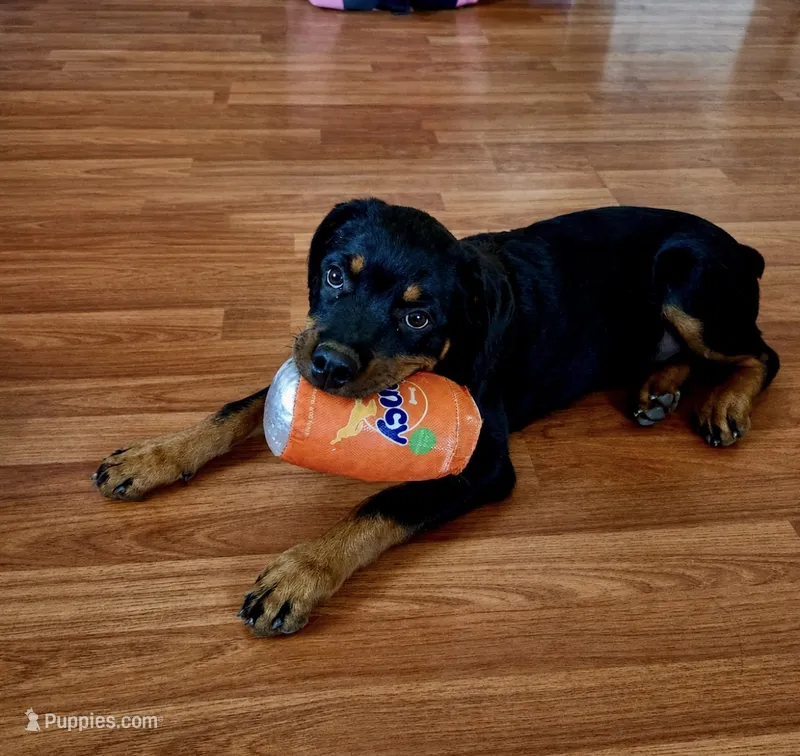 Judy – Rottweiler puppy for sale in Quartz Hill, CA