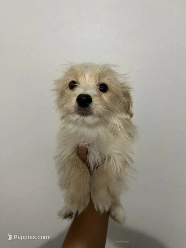 Corey – Yorkipoo, Morkie puppy for sale in Quartz Hill, CA
