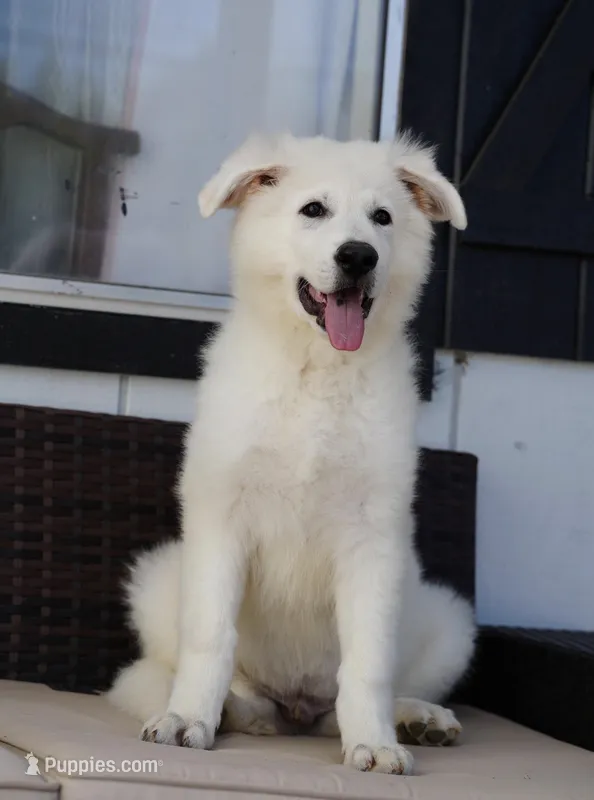 Max – German Shepherd Dog puppy for sale in Quartz Hill, CA