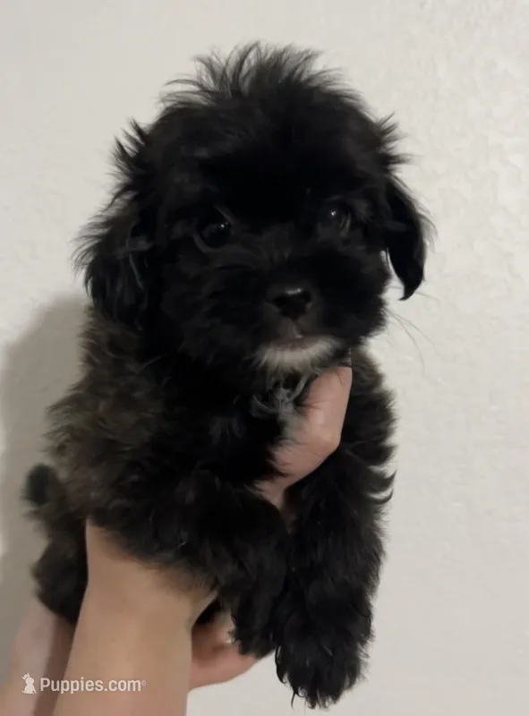 Max – Yorkipoo, Morkie puppy for sale in Quartz Hill, CA