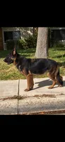Vaquer , a female German Shepherd Dog for sale in Quartz Hill, CA – 2 of 3