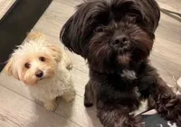 Tracy , a female Yorkipoo and Morkie for sale in Quartz Hill, CA – 2 of 2