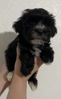 Tracy , a female Yorkipoo and Morkie for sale in Quartz Hill, CA – 1 of 2