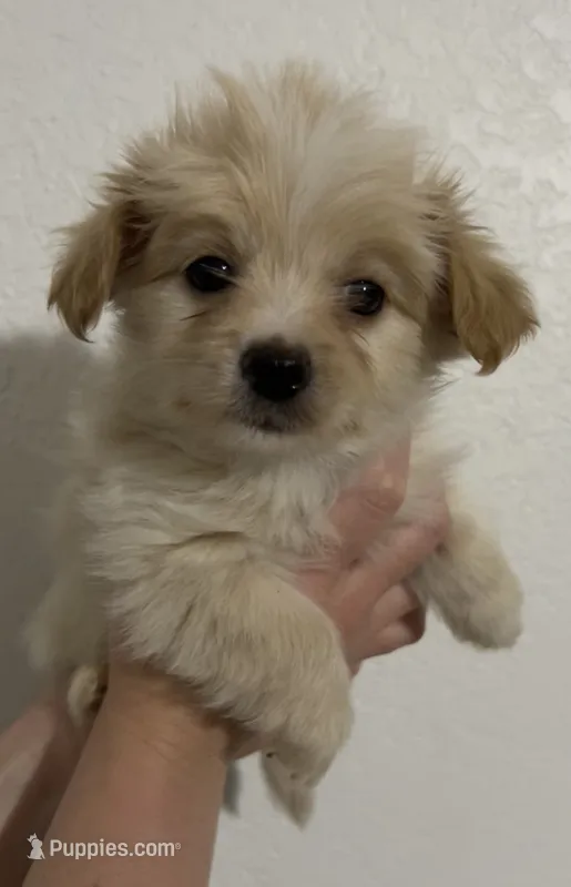 Corey – Yorkipoo, Morkie puppy for sale in Quartz Hill, CA