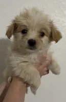 Corey, a male Yorkipoo and Morkie for sale in Quartz Hill, CA – 1 of 2