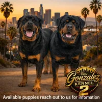 Judy, a female Rottweiler for sale in Quartz Hill, CA – 2 of 2