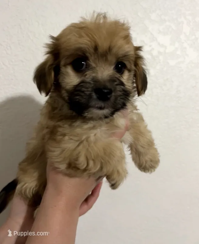 Maria  – Yorkipoo, Morkie puppy for sale in Quartz Hill, CA