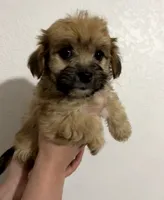 Maria , a female Yorkipoo and Morkie for sale in Quartz Hill, CA – 1 of 2
