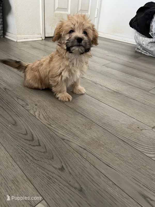 Maria  – Yorkipoo, Morkie puppy for sale in Quartz Hill, CA