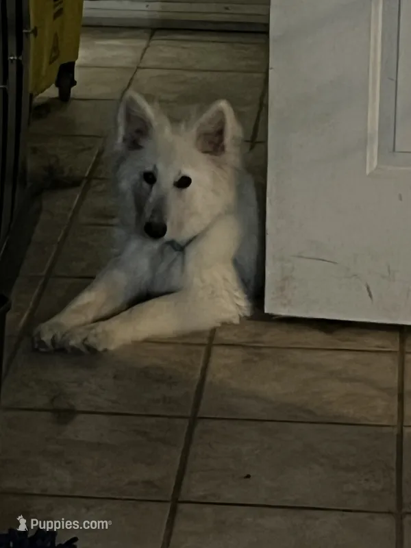 Peggy – German Shepherd Dog puppy for sale in Quartz Hill, CA