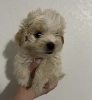 Lewis, a male Yorkipoo and Morkie for sale in Quartz Hill, CA – 1 of 2