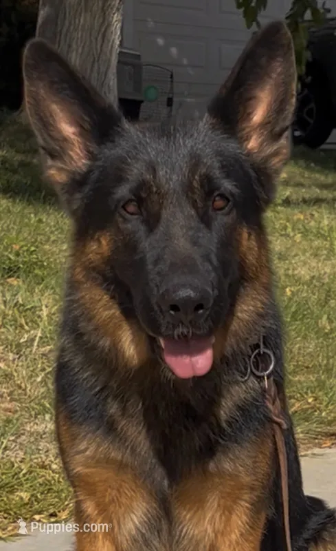 Vaquer  – German Shepherd Dog puppy for sale in Quartz Hill, CA