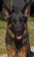 Vaquer , a female German Shepherd Dog for sale in Quartz Hill, CA – 1 of 3