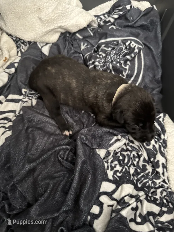 White female  – Irish Wolfhound puppy for sale in Vacaville, CA