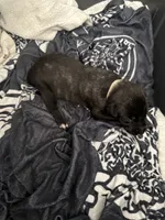 White female , a female Irish Wolfhound for sale in Vacaville, CA – 1 of 1