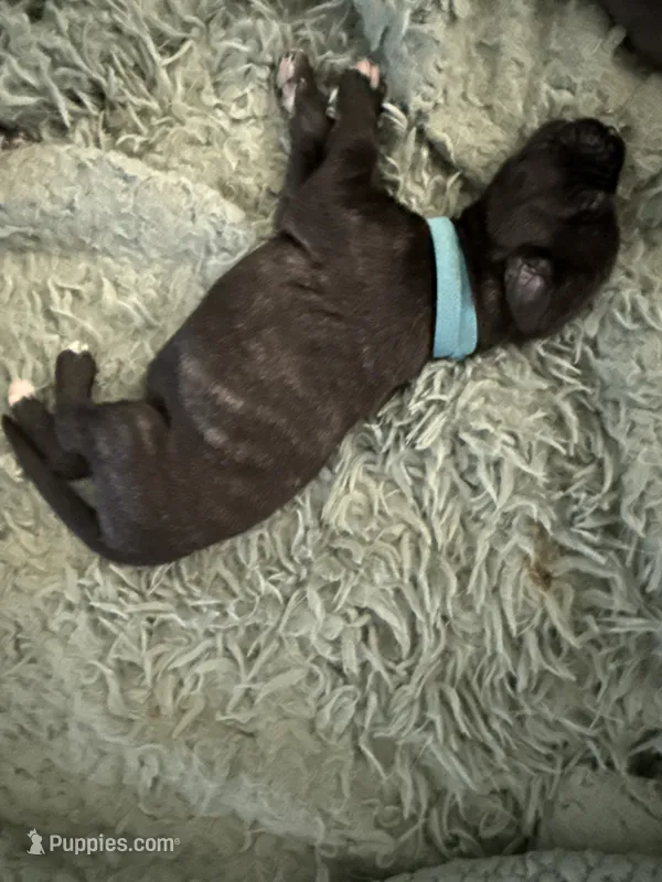 Blue female  – Irish Wolfhound puppy for sale in Vacaville, CA