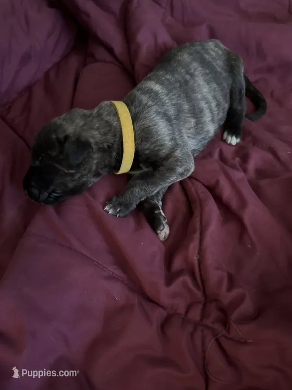 Yellow female  – Irish Wolfhound puppy for sale in Vacaville, CA