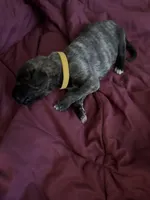 Yellow female , a female Irish Wolfhound for sale in Vacaville, CA – 1 of 1