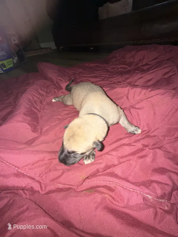 Black female  – Irish Wolfhound puppy for sale in Vacaville, CA