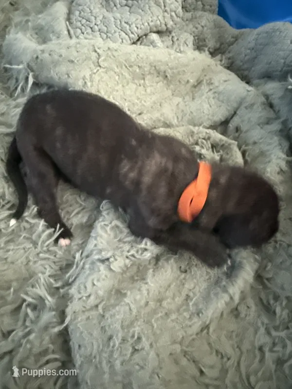 Orange female  – Irish Wolfhound puppy for sale in Vacaville, CA